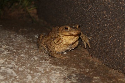 Bufo bufo